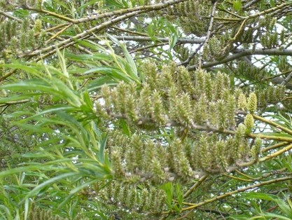 una specie di salice:  Salix sp.